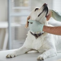 愛犬の「慢性腸症」のタイプは変わる？治療の再評価が重要な理由【最新研究を獣医が解説】