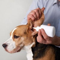 耳洗浄液は必要？耳洗浄液の使用と耳の炎症や細菌真菌との関係【獣医が解説】