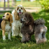 「知らなかった…」愛犬の肌質は犬種や年齢・性別で変化する！肌質を決める『3要素』を獣医が解説