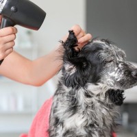 その皮膚ケア、実は逆効果かも？愛犬の肌を守るために見直したいNG習慣5つ【獣医師が解説】