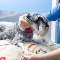 見逃されがちだけど怖い…「犬の高血圧」とは？日常の行動に潜むヒントをチェック【獣医師が解説】