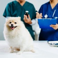 【最新研究で判明】犬の「膚感染症治療薬」副作用リスクを437頭で比較。研究結果から知っておくべき『抗生物質・選択のポイント』を獣医が解説
