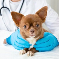 アトピー治療中の愛犬に「黒いイボ」が多発…知っておきたい皮膚乳頭腫症の基礎知識【獣医師が解説】