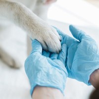 見た目に異常がないのに…「触ると嫌がる」犬の不思議な症状について獣医が解説