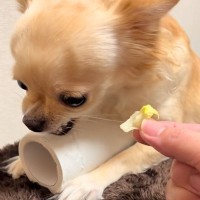 トイレットペーパーを『全力で守る』チワワ→『レタスと交換しよう』と差し出した結果…態度の急変が36万再生「可愛すぎるｗ」「あるあるｗ」