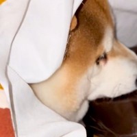 寒い日『絶対にコタツ布団から出たくない』と意地になる犬→あまりにも怠惰な『水分補給の様子』に反響「気持ちわかりすぎるｗ」「起きてて偉い」