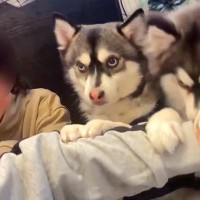 男の子と2匹の犬が『いないいないばあ』をした結果…とんでもなく可愛い光景に6万いいね集まる「何回も見ちゃった」「息ぴったりで賢すぎる」