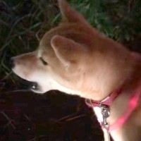 『遠吠え下手くそ選手権一位』夕方にチャイムを聞いた犬→予想と違いすぎる『鳴き声』が60万再生「笑い止まらんｗｗｗ」「もはや襲われてて草」