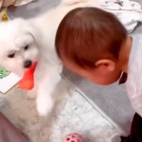 赤ちゃんが犬におもちゃを奪われ『ウソ泣き』をした結果…まるで『本当のお姉ちゃんのような光景』が52万再生「空気読んでるｗ」「優しい」
