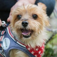 犬の散歩で『ダブルリード』が推奨される理由4つ　どんなメリットがあるの？注意点まで解説