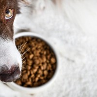 犬に『おやつを与えてはいけない』瞬間５選　絶対NGなタイミングやリスクまで