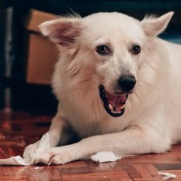犬が『ティッシュ』で遊ぶのはなぜ？考えられる理由やイタズラを止めさせる方法まで