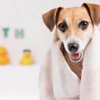 【最新研究で判明】薬を減らせるかも？セラミド入浴とシャンプーが犬の皮膚炎を改善させるメカニズムが判明