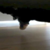 家の中で『犬が行方不明』に…探し回り、ようやく見つけた結果→予想の遥か上を行く『衝撃の光景』が77万再生「ホラーすぎｗ」「顔浮いてて草」