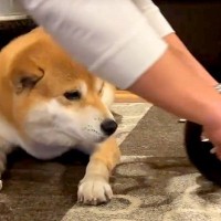 筋トレをしていたら、犬が乱入してきて…まさかの『体を張った応援』が可愛すぎると25万再生「ナイスアシストｗ」「ムギュッと潰れてて草」