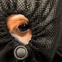 リュックに入っている2匹の犬が『小さな穴』を見つけた結果…まさかの『反応の違い』に爆笑続出「吹き出したｗｗ」「面白すぎる」と6万再生