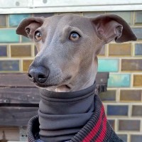 細身の犬が寒そうだったので『人間の服』を貸してあげた結果…まさかの『似合い過ぎている光景』に反響「違和感仕事してｗ」「もう人間でしょ」