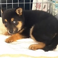 殺処分に怯える『野犬の子犬』を保護→車内でもブルブル震えて…『お別れまでの記録』に涙が止まらないと801万再生「泣けた」「目つきが違う」