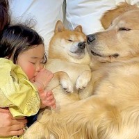 『ねんねするよ』2匹の犬と1歳の女の子が一緒に転がった結果→『あまりにも尊い光景』が22万再生「なんて幸せな家族…」「癒される」と絶賛