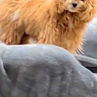 ソファにいる犬たちが『静電気』を身にまとってしまい…想像を超える『衝撃の髪型』になる光景が15万再生「宇宙人で草」「スーパーサイヤ人ｗ」