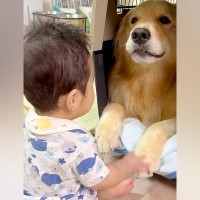 赤ちゃんが『大型犬の前足に触れた』結果→まるで『お話し』ているようで…とんでもなく尊い『心を通わせる光景』に反響「かわいくて微笑ましい」