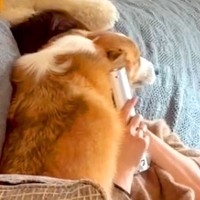 家にお客さんが来ると、犬が毎回『大歓迎』をして…最高すぎる『おもてなしの様子』が23万再生「お邪魔したい…」「めちゃ羨ましい」羨望の声も