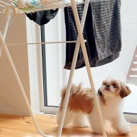 犬のおもちゃを干した結果→犬が『助け出そう』として…友情すら感じさせる『健気すぎる様子』が話題「相棒なんだよね」「鳴き声まで可愛い」