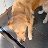 大型犬に『9日ぶりのお留守番』をしてもらった結果→ドアを開けた瞬間の『幸せすぎる表情』が愛おしいと11万再生「いい顔」「幸せに満ちてる」