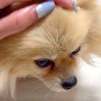 寂しそうな顔の元繁殖犬→1年間、一緒に暮らしたら…思わず泣けてくる『現在の表情』に反響「顔つきが全然違う」「素敵なママに出会ったね」