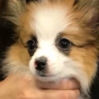 セールと書かれ『破格で売れ残っていた犬』を飼った結果…かけがえのない『8年間の記録』に思わず感動「大切な家族」「素敵…幸せだね」