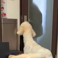 大好きなお姉ちゃんが1年ぶりに帰ってきたら、大型犬が…予想を超える『熱烈大歓迎』が19万再生「身長も変わらないｗｗ」「愛だね」と反響