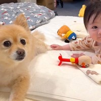 パパが仕事でいない間、赤ちゃんと犬が…幸せが溢れている『お留守番の様子』が18万再生「可愛過ぎて泣けてきた」「癒しをありがとう」と絶賛