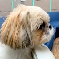 病院に連れてこられた犬→『病院だ』と気付いた瞬間に…分かりやすすぎる『怖がり方』が18万再生「ガクブルｗｗ」「かわいそうだけど可愛い」