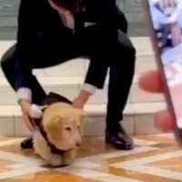 『リングドッグ』に挑戦したおじいちゃん犬→出番がやってきた結果…とんでもなく愛おしい光景が話題「頑張ったね」「いてくれるだけで癒し」