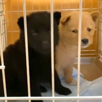 『2匹の子犬が側溝に捨てられている』と連絡→緊急でレスキューして…『保護後の成長記録』と涙の結末が702万再生「尊い命」「愛くるしい」