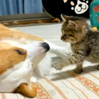 家にやってきた子猫→先輩犬のことを大好きになり…あまりにも尊い『やり取り』に5万再生の反響「絶妙な力加減」「優しいお兄ちゃんだなあ…」