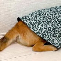 犬を叱った結果、ふてくされてしまい…まるで人間の子どものような『哀愁漂う光景』が48万再生「全身で訴えてて草」「あらら…可愛すぎるｗ」