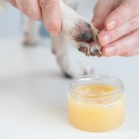 犬の『肉球ケア』何をしたらいいの？お手入れ不足が引き起こすデメリットまで