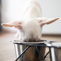 犬に使ってはいけない『NG食器』4選　危険だと言われている理由や正しい選び方まで