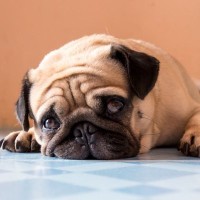 犬が『精神的にツライ』と感じているサイン5選　愛犬にストレスを与えるタブー行為まで