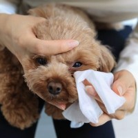 犬の『目ヤニ』絶対NGなお手入れ3選　悪化してしまう原因や適切なケア方法まで