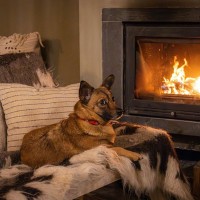 犬が『寒さに耐えている』ときにみせるサイン5選　飼い主がすべき配慮とは？