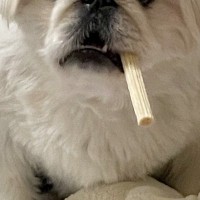 いつもと違うサイズの犬用オヤツを買った結果→困惑してしまい…まさかの『ハードボイルドすぎる姿』に4万いいね「葉巻で草」「マフィアのボス」