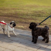 犬嫌いなワンコへの『絶対NG行為』3つ　苦手になってしまう原因や慣れさせるコツまで