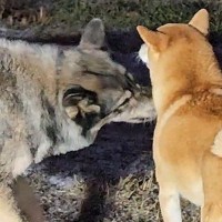 柴犬のことが好き過ぎるオオカミ犬→なぜか深く吸い込んで…『一風変わった愛情表現』が386万表示「もはや捕食で草」「気持ち分かるｗ」