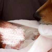 赤ちゃんと初めて暮らす元野犬→『絶対怖がるな』と思っていたら…予想外だった『驚きの変化』が10万表示「泣けてくる」「優しい世界」と称賛