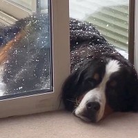 雪の中、なぜか『顔だけ部屋に入れる』超大型犬→判明した『まさかの理由』に10万いいね「甘えん坊と怠け者のミックスｗｗ」「折衷案で草」