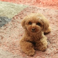 犬に『伏せ』を教える方法3つ　トレーニングの手順や覚える必要性まで解説