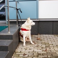 犬を『店の外』で待たせても大丈夫？避けるべき理由や愛犬の命を守るために知っておくべきことまで