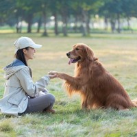 犬が『おて』をしてくれない理由4つ　主な心理やコマンドを成功させるためにできることまで